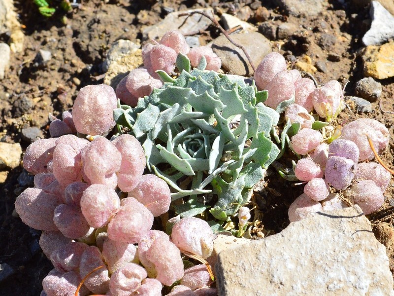 Fremont County Twinpod