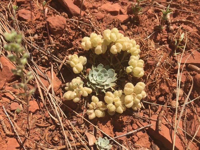 Fremont County Twinpod photo 2