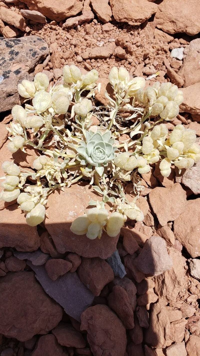 Fremont County Twinpod photo 3