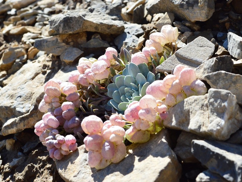 Fremont County Twinpod photo 4