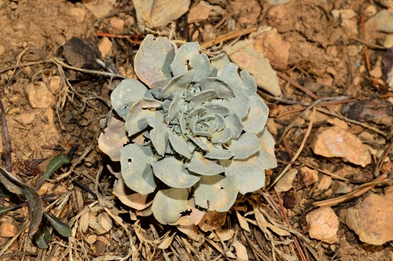 Fremont County Twinpod photo 6