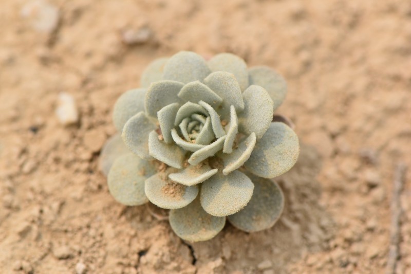 Fremont County Twinpod photo 8
