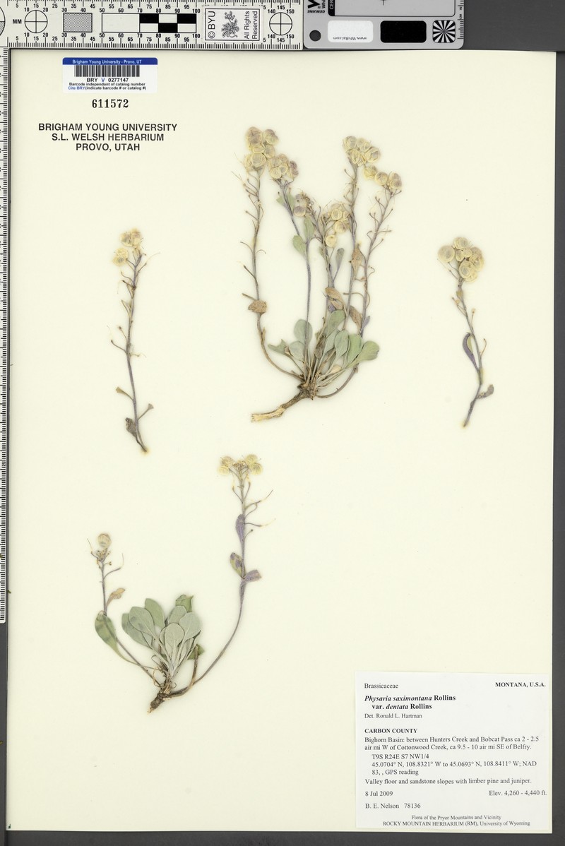 Physaria saximontana subsp. dentata
