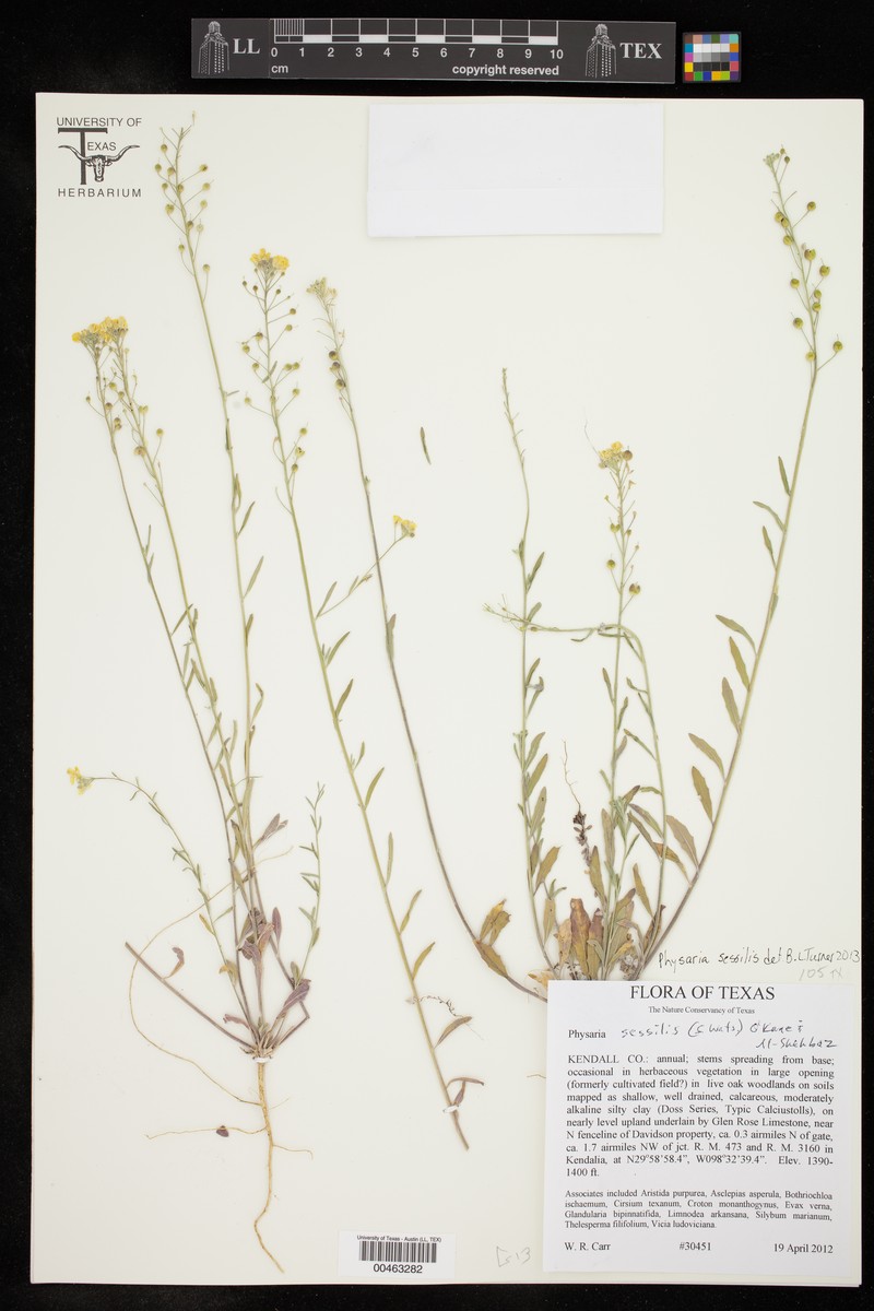 Sessile Bladderpod