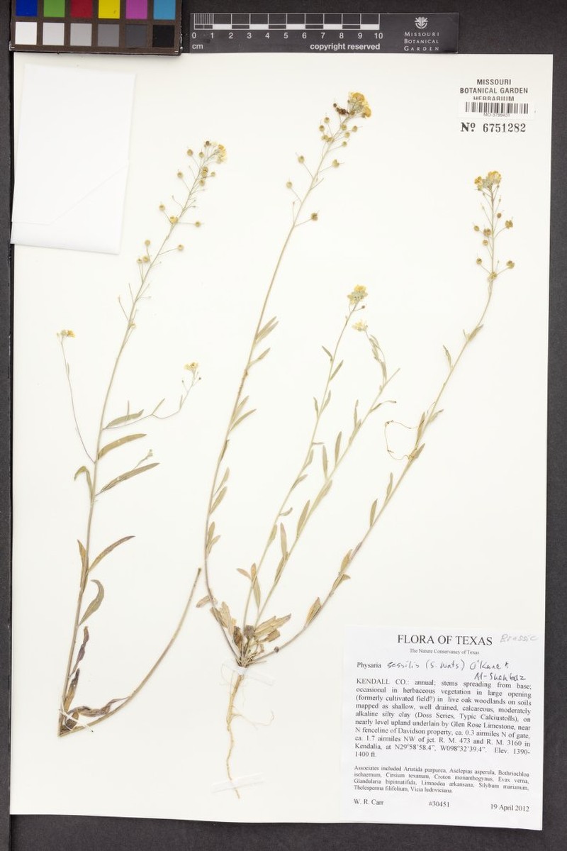 Sessile Bladderpod photo 2