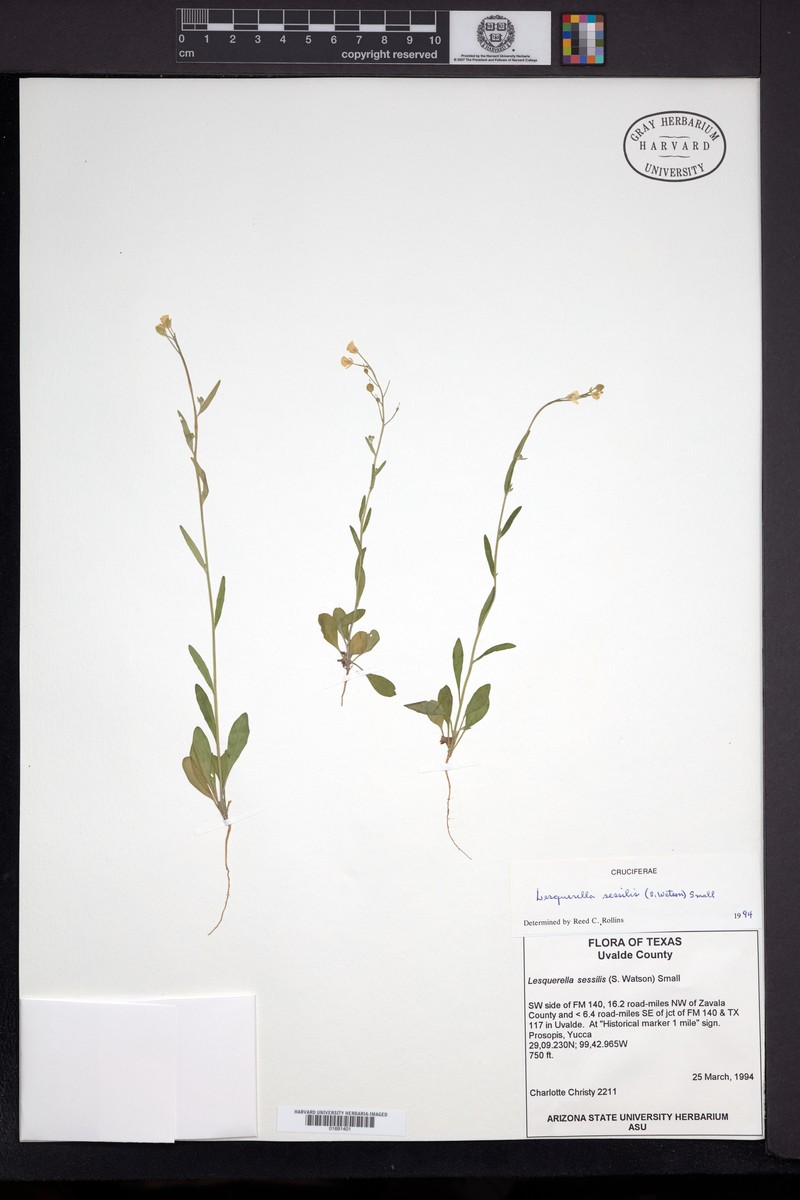 Sessile Bladderpod photo 3
