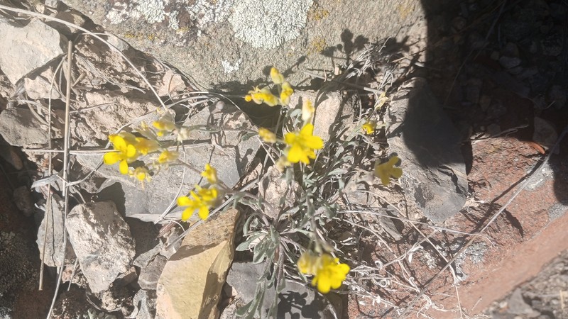 Physaria spatulata