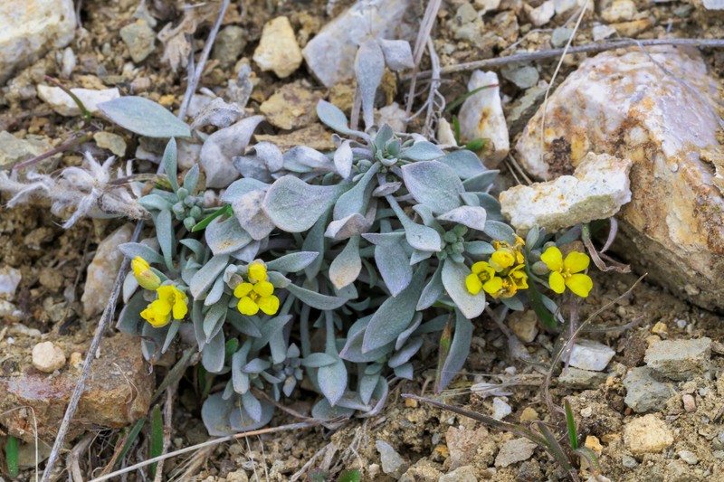 Physaria spatulata photo 2