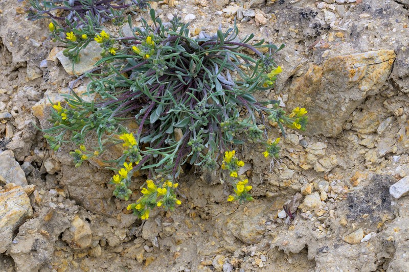 Physaria spatulata photo 3