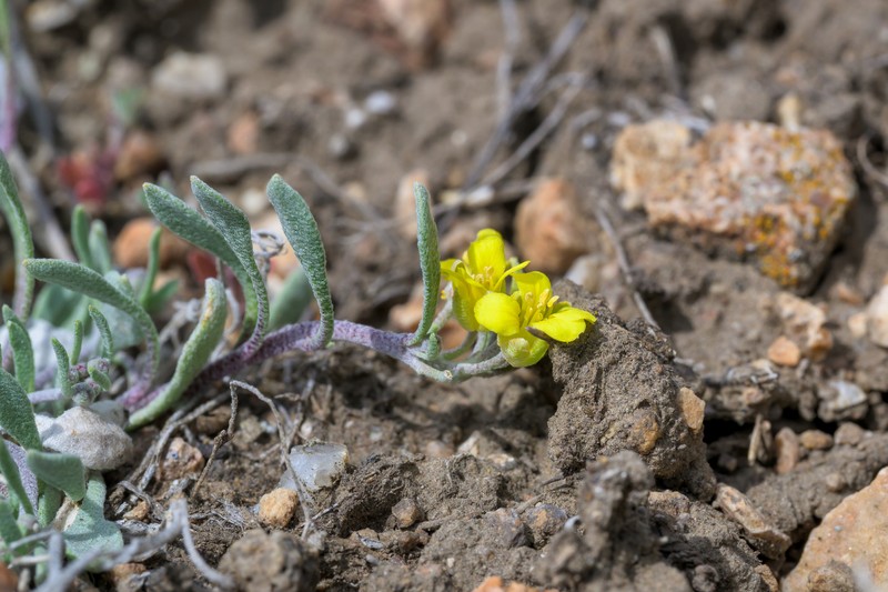 Physaria spatulata photo 4