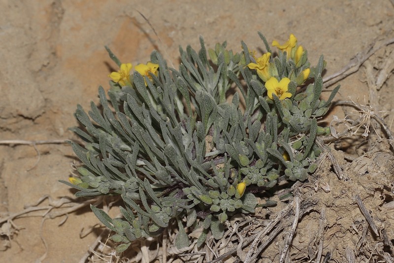 Physaria spatulata photo 5