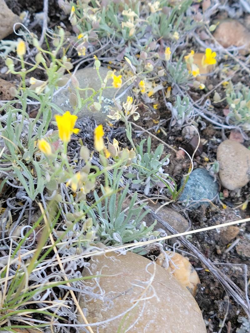 Physaria spatulata photo 6