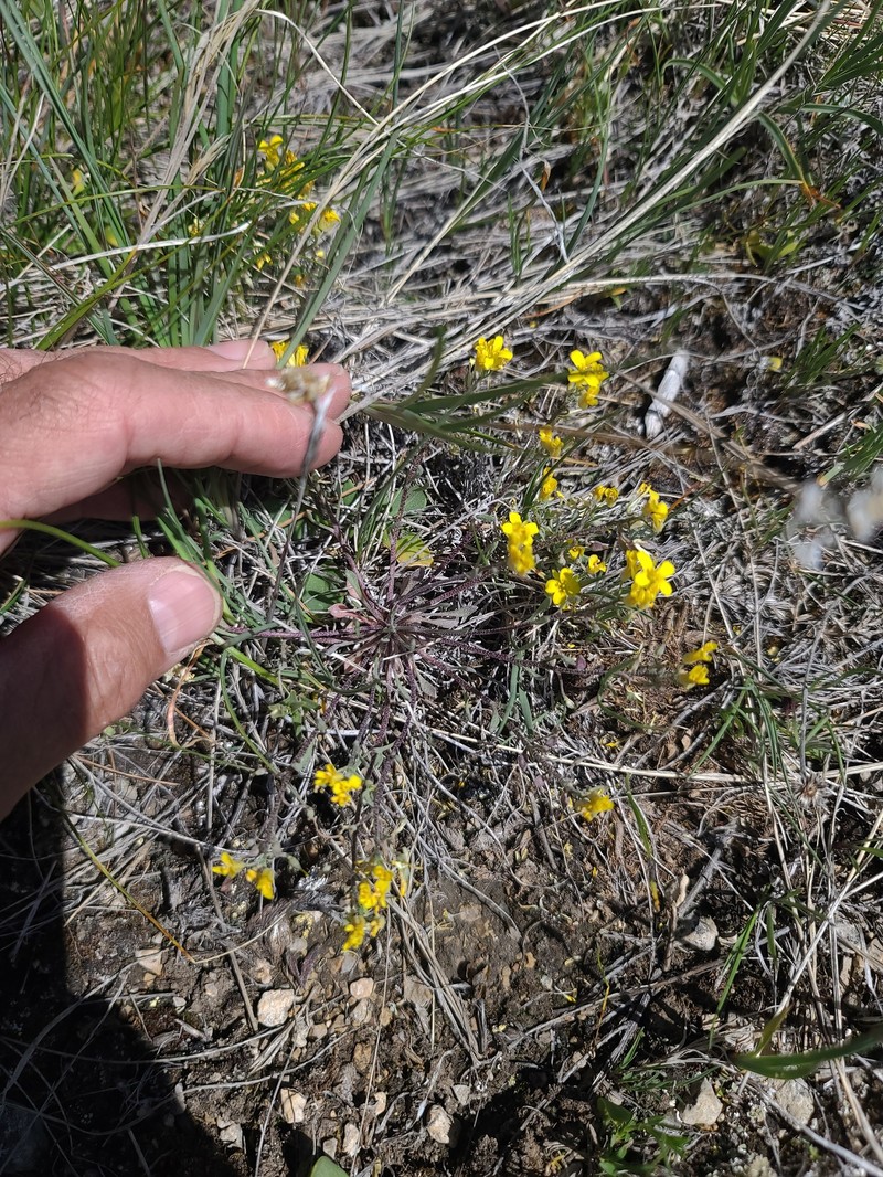 Physaria spatulata photo 7
