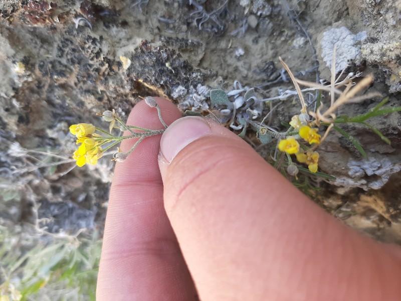 Physaria spatulata photo 8