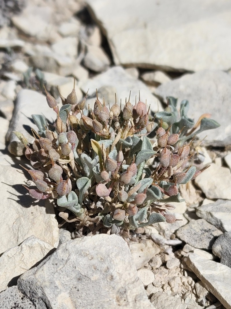 Parasol Bladderpod