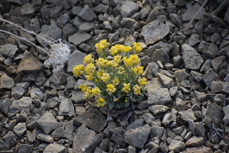 Parasol Bladderpod photo 2