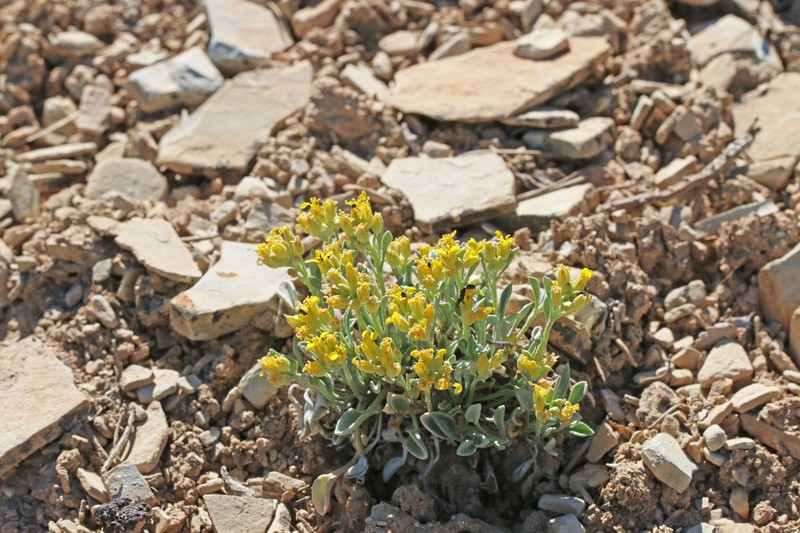 Parasol Bladderpod photo 3