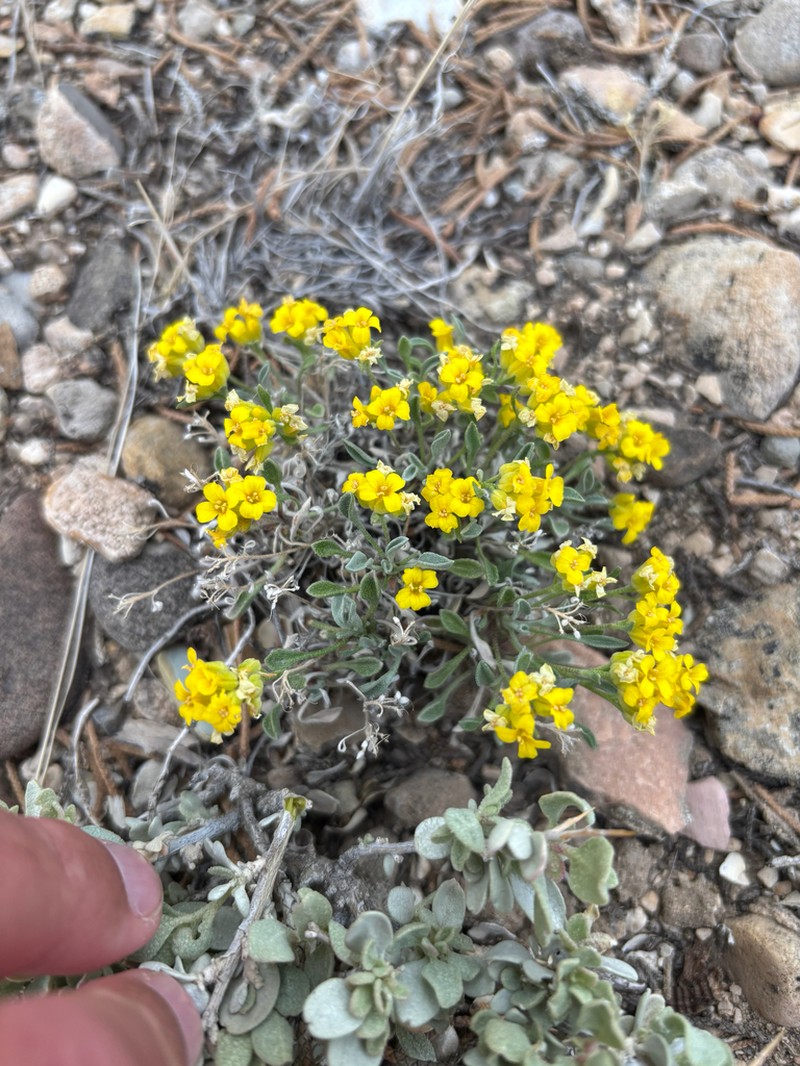 Parasol Bladderpod photo 4