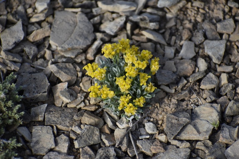 Parasol Bladderpod photo 5