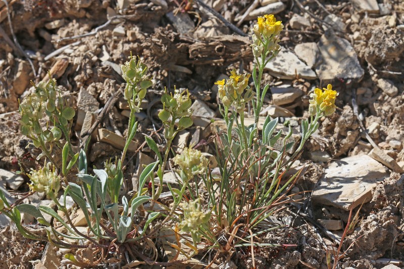 Parasol Bladderpod photo 6