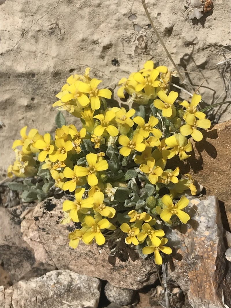 Parasol Bladderpod photo 7