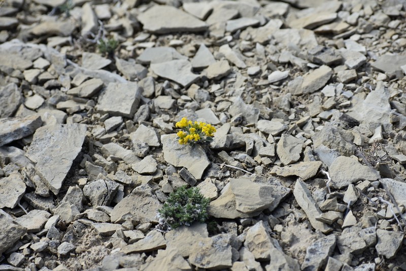 Parasol Bladderpod photo 8