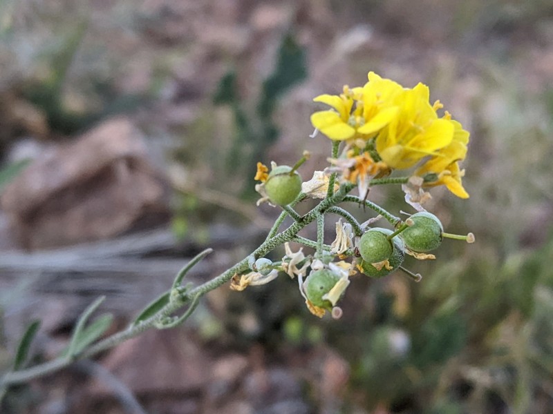 Moapa Bladderpod