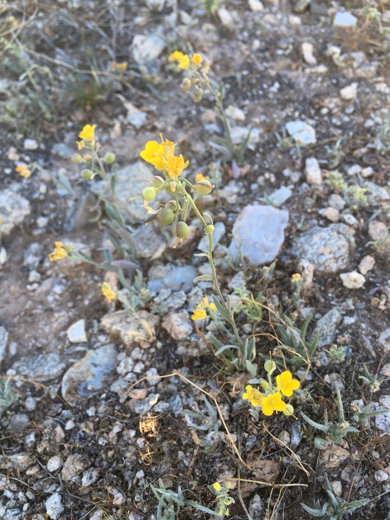 Moapa Bladderpod photo 2