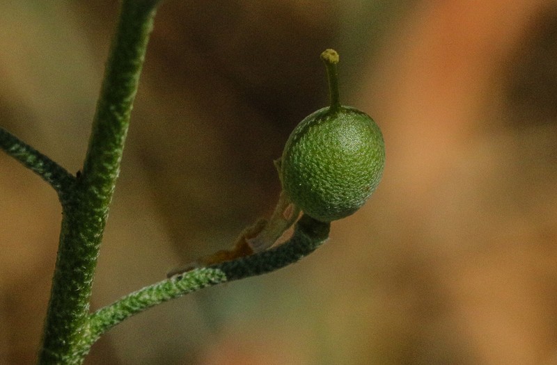 Moapa Bladderpod photo 3