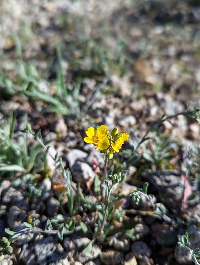 Moapa Bladderpod photo 4