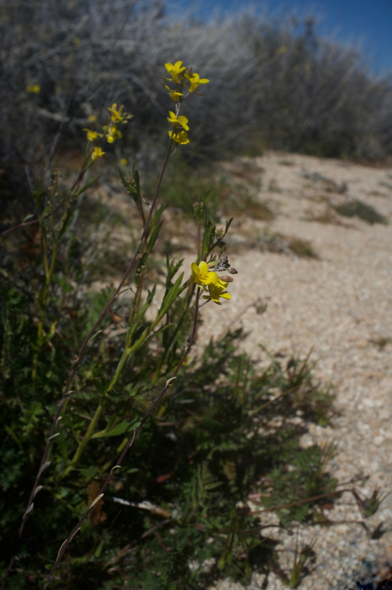 Moapa Bladderpod photo 5