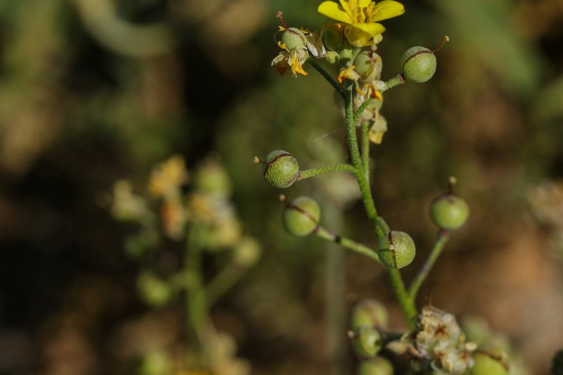 Moapa Bladderpod photo 6
