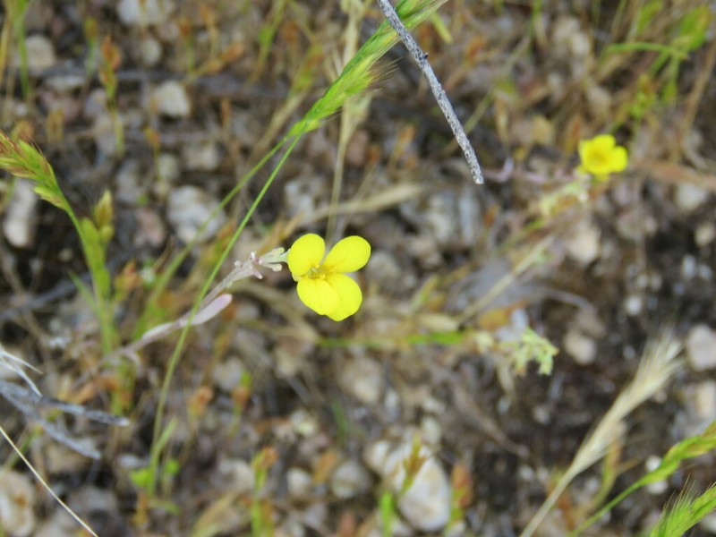 Moapa Bladderpod photo 7