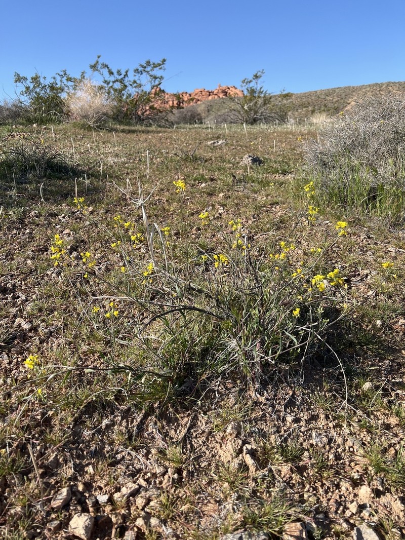 Moapa Bladderpod photo 8
