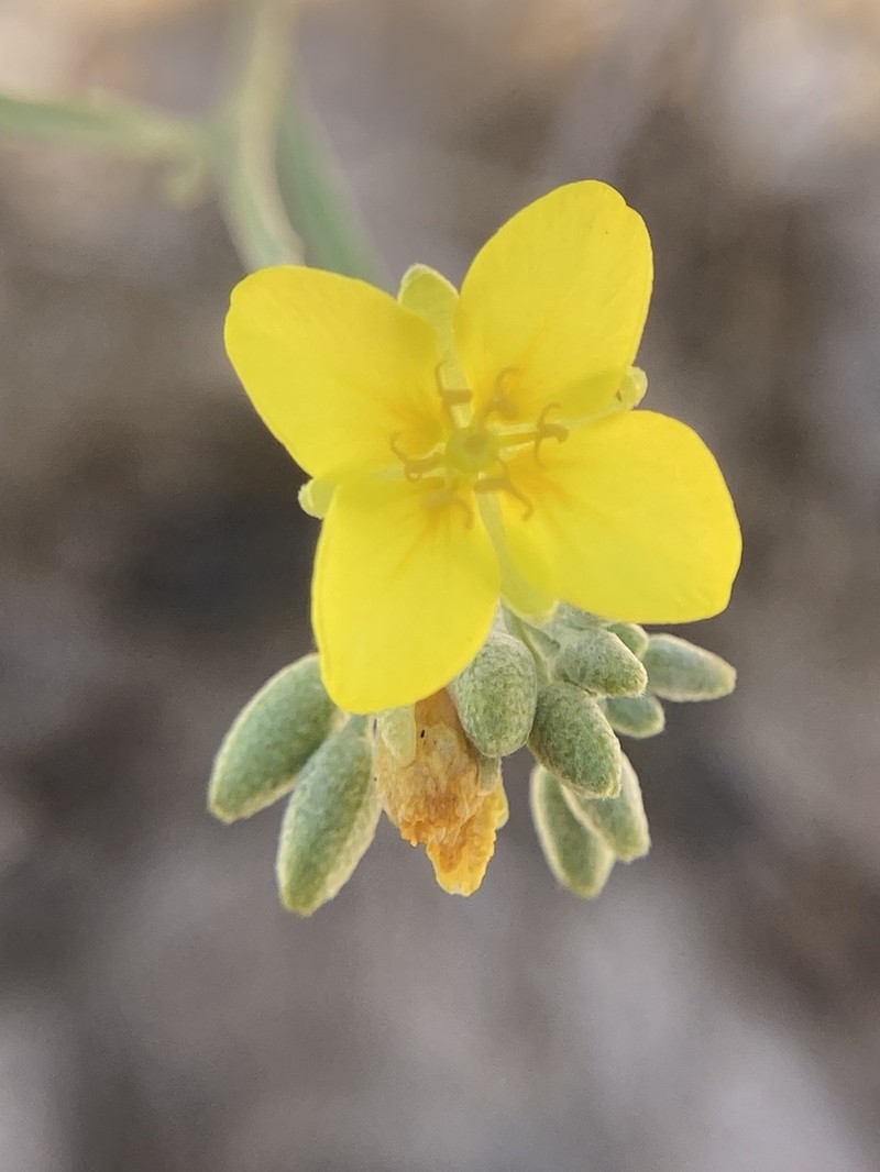 Zapata Bladderpod