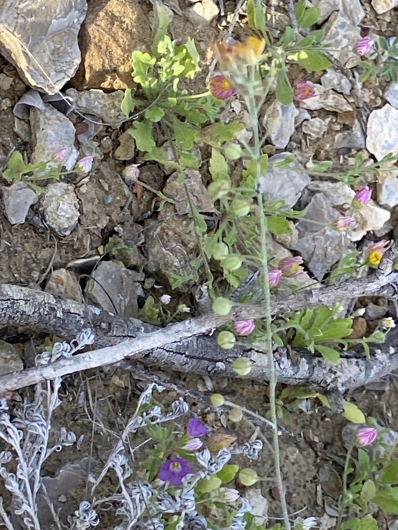 Zapata Bladderpod photo 2