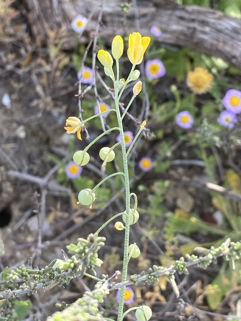 Zapata Bladderpod photo 3