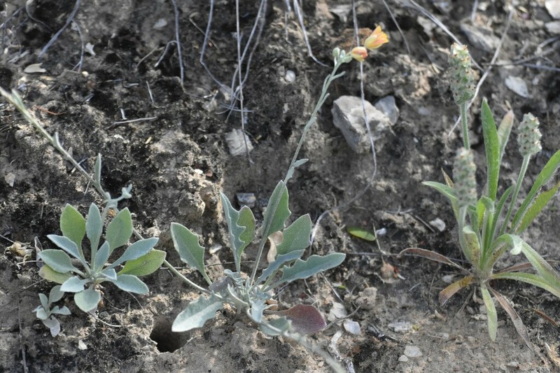 Zapata Bladderpod photo 4
