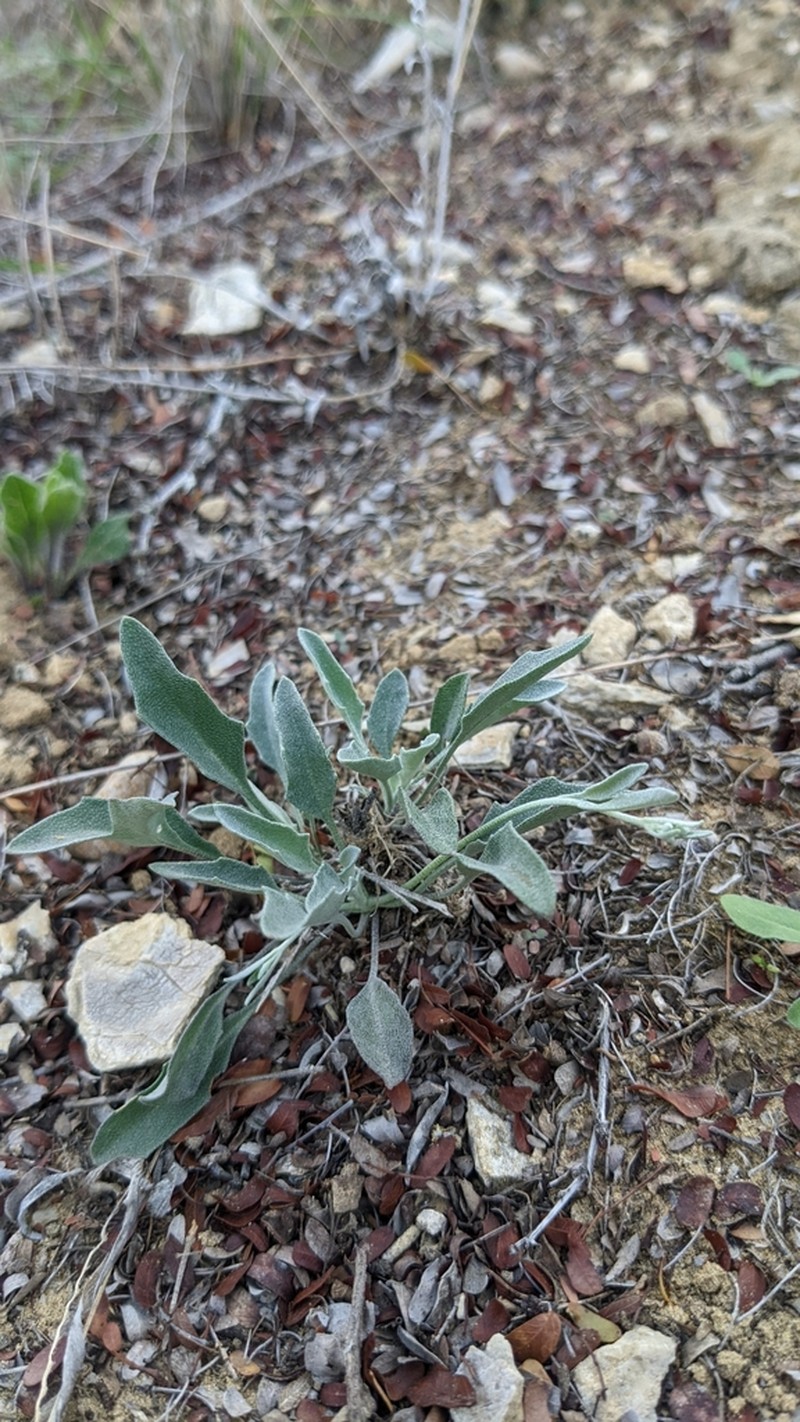 Zapata Bladderpod photo 5