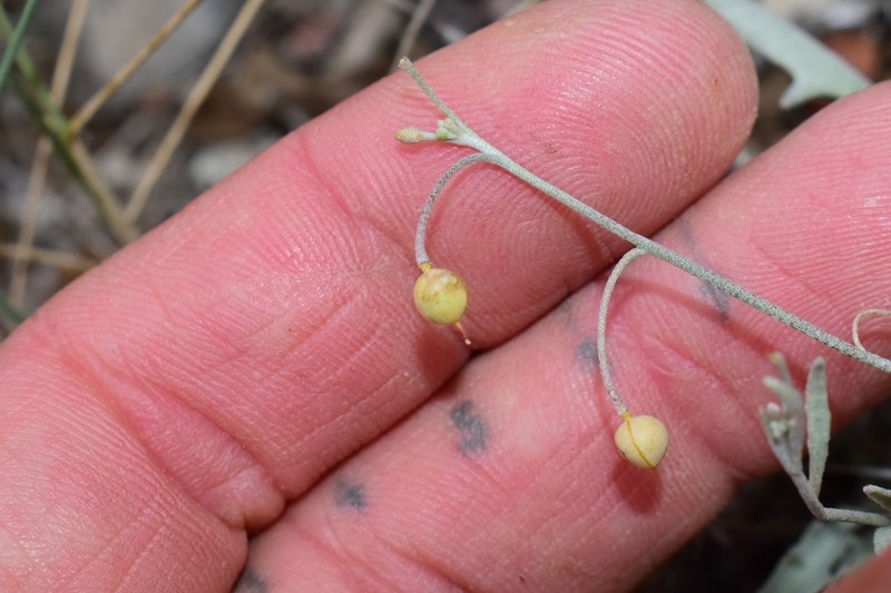Zapata Bladderpod photo 6