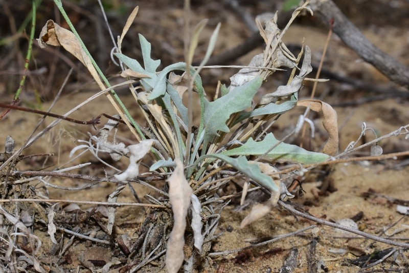 Zapata Bladderpod photo 8