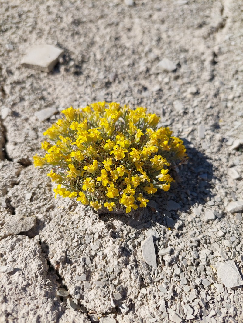 Physaria tumulosa