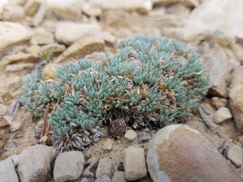 Physaria tumulosa photo 3