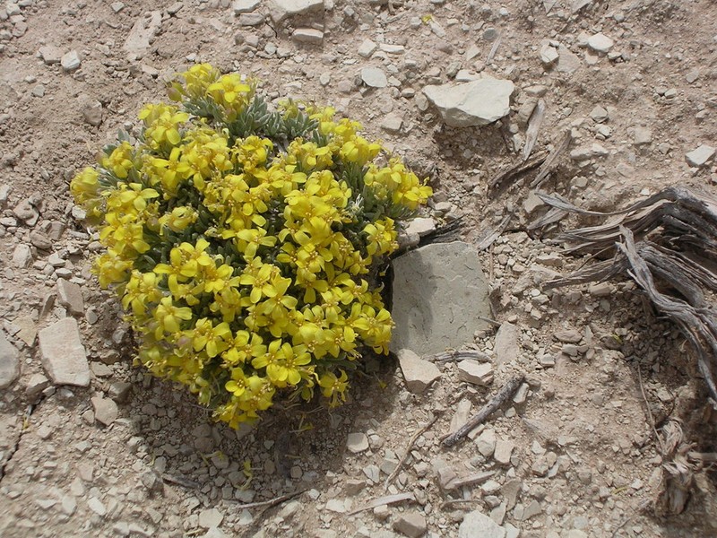 Physaria tumulosa photo 4