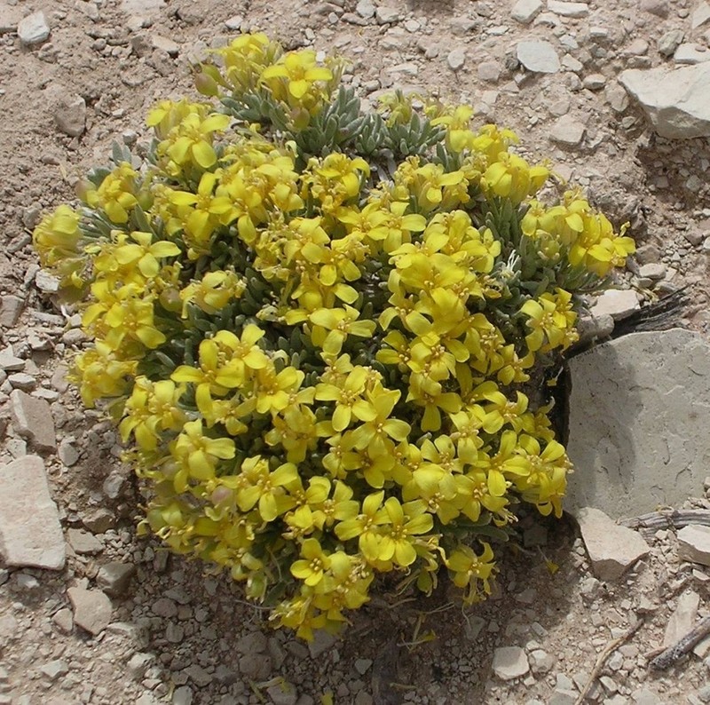 Physaria tumulosa photo 5
