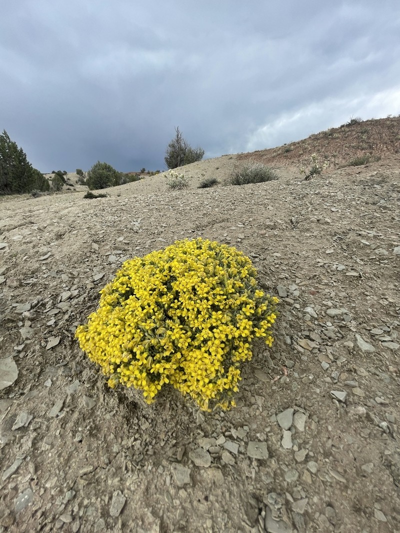 Physaria tumulosa photo 6