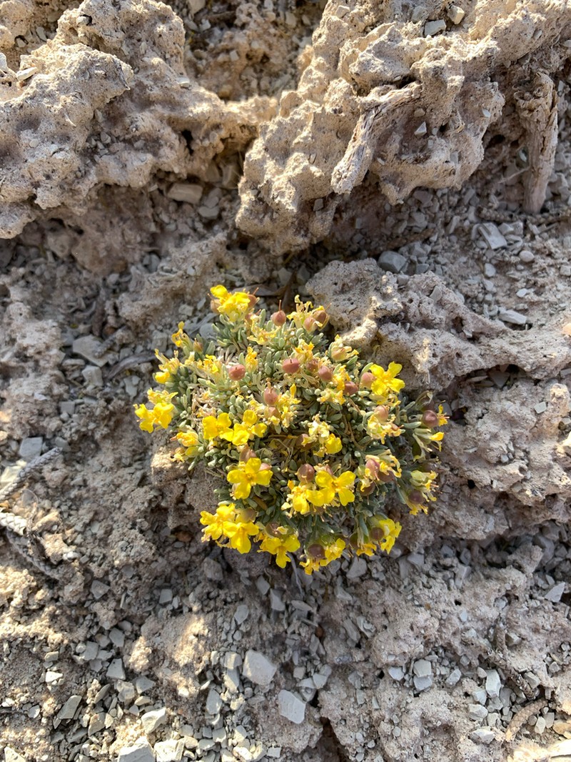 Physaria tumulosa photo 7