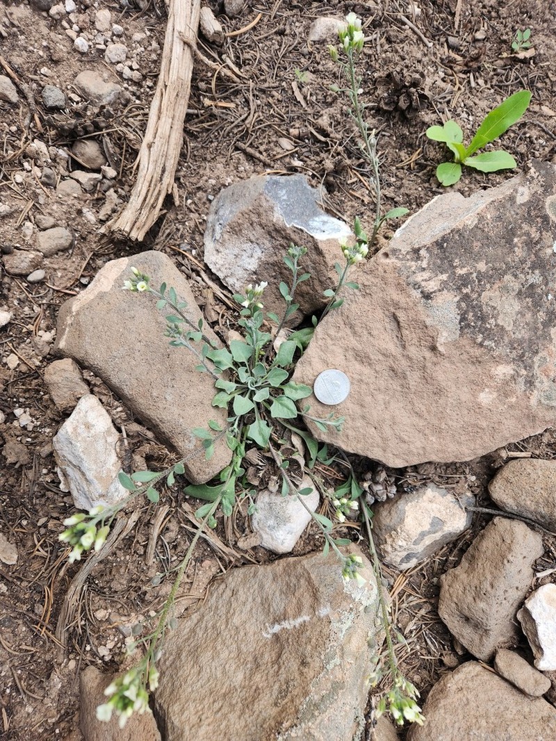 Uncompahgre Bladderpod