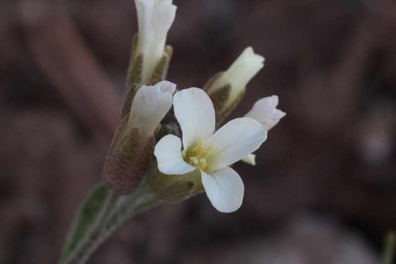 Uncompahgre Bladderpod photo 2