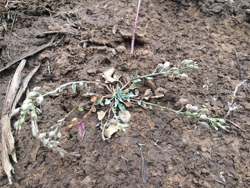 Uncompahgre Bladderpod photo 3